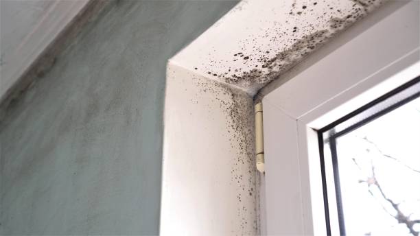 Best Emergency Mold Remediation in Inverness, CA