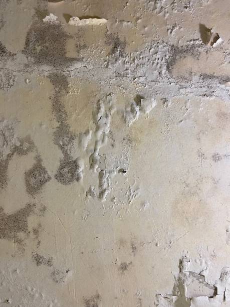 Best Preventive Mold Services in Inverness, CA