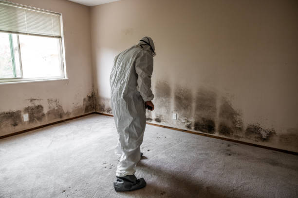 Best Basement Mold Remediation in Inverness, CA