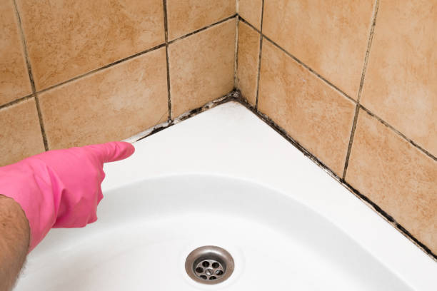 Best DIY Mold Remediation Support Services in Inverness, CA